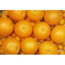 Exporter de nouvelles cultures Fraises Bonne qualité Orange